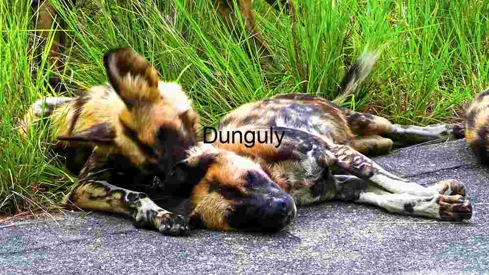 African Wild Dogs in Repose: A Moment of Rest in the Wild