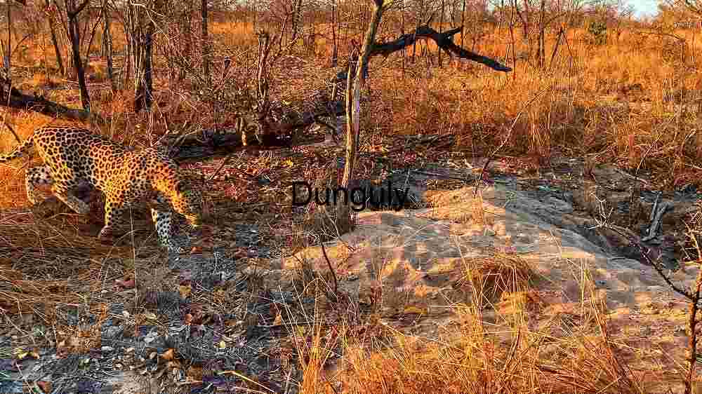 Golden Hour Prowl: A Leopard in the Savannah