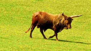 Majestic Lone Bull in Sunlit Pasture