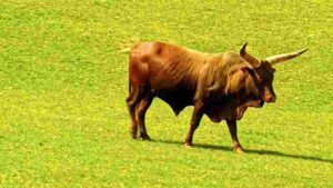 Red Bull in Sunlit Pasture