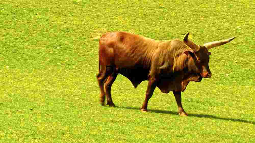 Red Bull in Sunlit Pasture