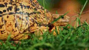 Serene Stroll: A Tortoise's Journey Through the Greenery