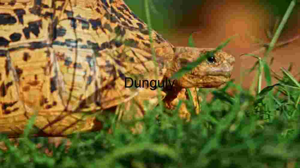 Serene Stroll: A Tortoise's Journey Through the Greenery