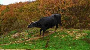 Majestic Water Buffalo in Autumnal Habitat