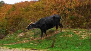 Black Water Buffalo in Autumnal Habitat