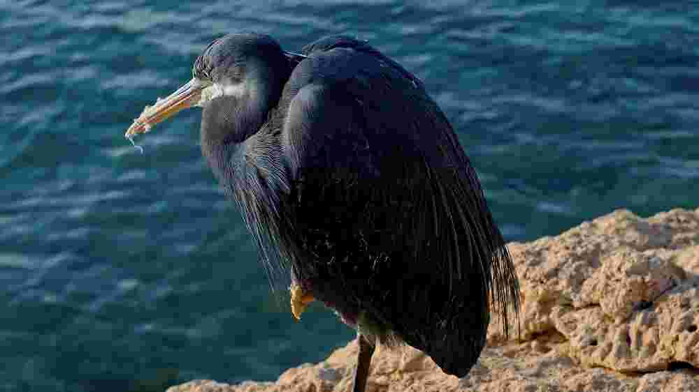 Seaside Predator: A Cormorant's Catch