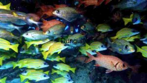 Vibrant Underwater Ballet: A School of Tropical Fish