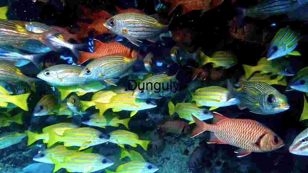 Vibrant Underwater Ballet: A School of Tropical Fish
