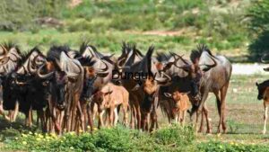Herd of Wildebeest in Natural Habitat