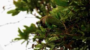 Green Parrot Perched Amidst Lush Foliage
