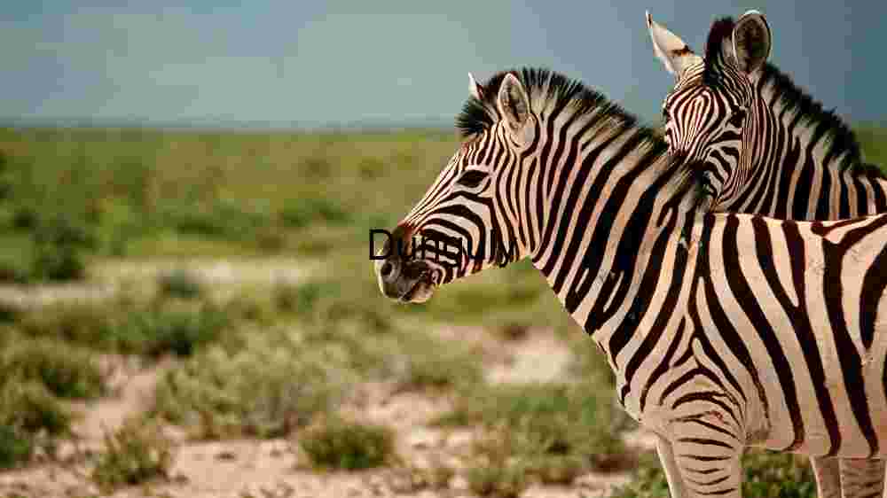 Striped Siblings: Zebras in the Wild