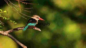 Kingfisher on a Branch
