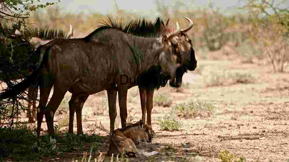 Serenity in the Savannah: A Blue Wildebeest and Calf in their Natural Habitat
