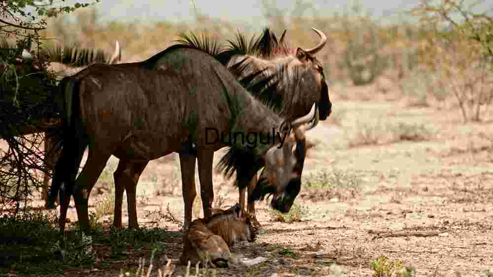 A Blue Wildebeest and Calf in their Natural Habitat