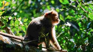 Majestic Macaque in Natural Habitat