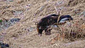 Majestic Bird of Prey Hunting in its Natural Habitat