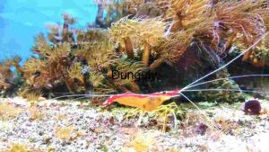 Vibrant Underwater Life