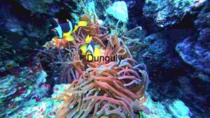 Coral Reef Vibrant Underwater Ecosystem