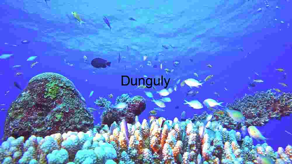 Underwater Photography Coral Reef