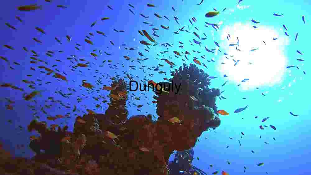 Underwater Serenity: A Glimpse into the Coral Reef Ecosystem