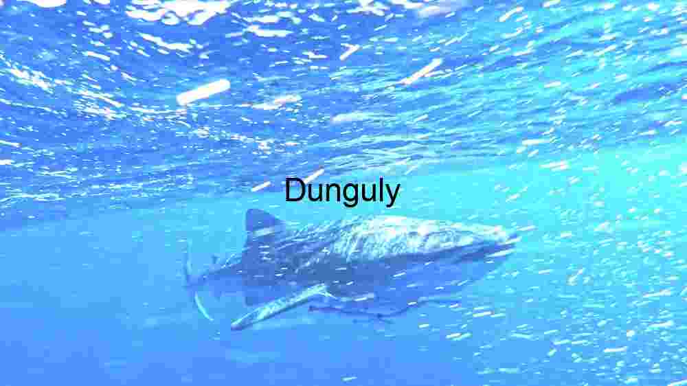 Majestic Blue Depths: A Tuna's Underwater Journey