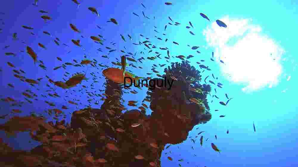 Underwater Serenity: A Coral Reef Ecosystem