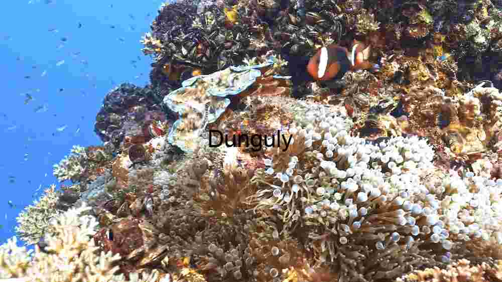 Underwater Marvel: A Close-Up of Coral Reef Ecosystem