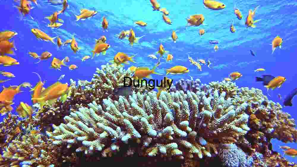 Underwater Serenity: A Vibrant Coral Reef Ecosystem