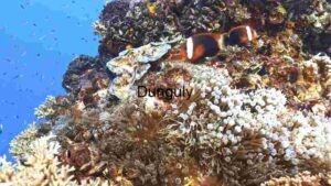 Coral Reef Ecosystem