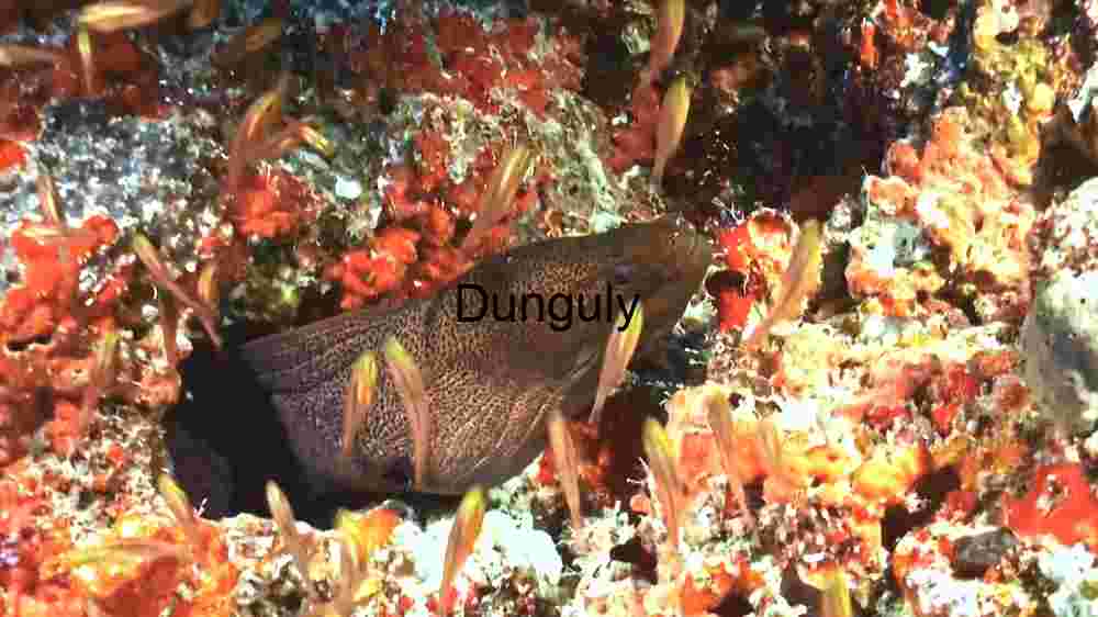 Camouflaged Marine Life: The Art of Underwater Disguise