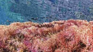 Underwater Serenity: A Vibrant Coral Seascape