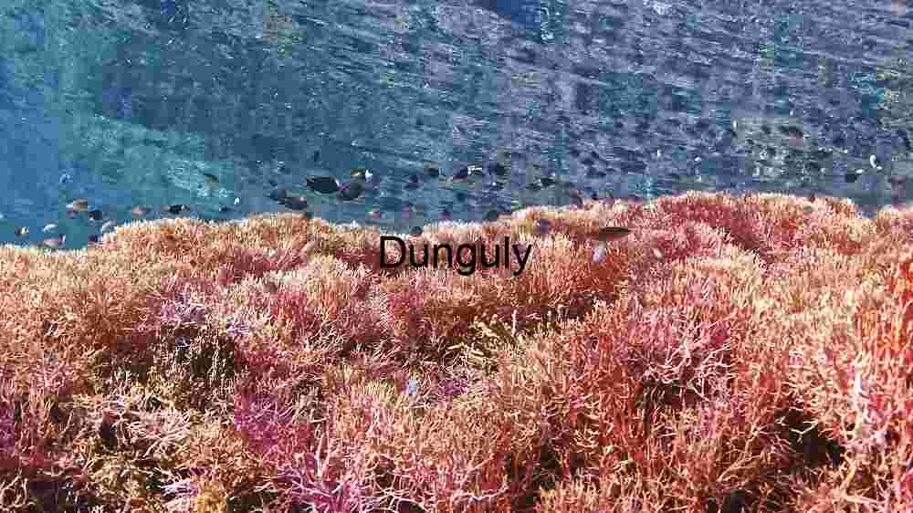 Underwater Serenity: A Vibrant Coral Seascape