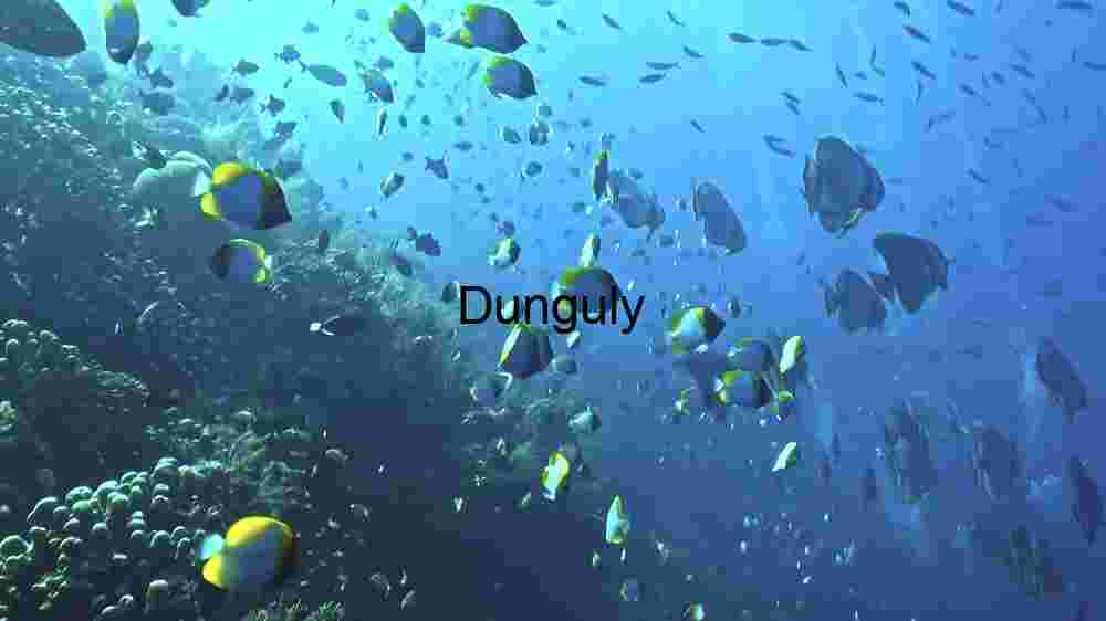 Underwater Serenity: A Dive into the Marine World