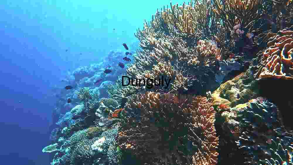 Underwater Marvel: A Glimpse into the Coral Kingdom