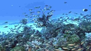 Underwater Serenity: A Vibrant Coral Reef Ecosystem