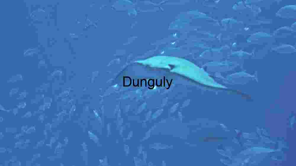 Graceful Glide: The Majestic Manta Ray