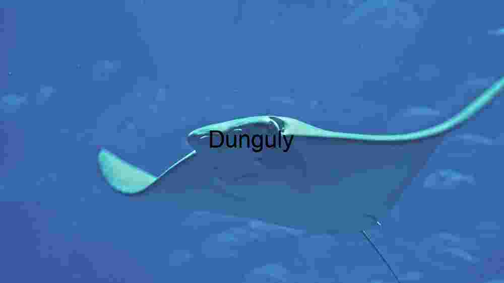 Dive into the deep blue and witness the serene beauty of a manta ray in its natural habitat