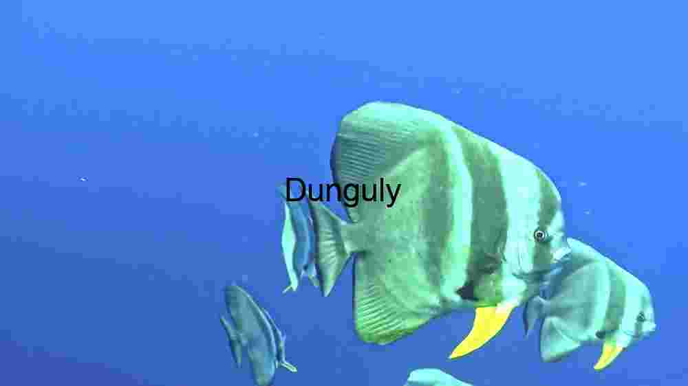 Majestic Marine Life: The Batfish