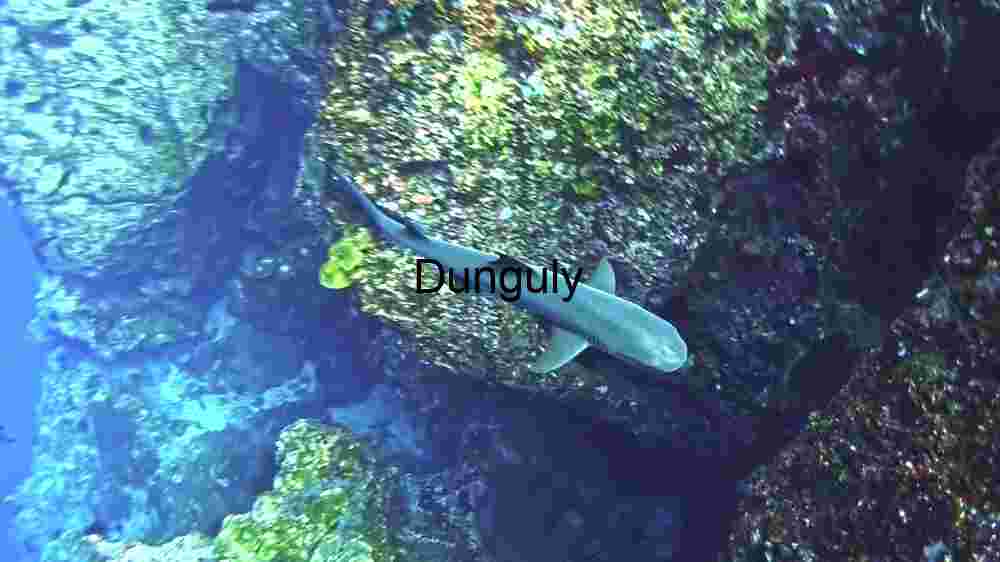 Majestic Marine Life: The Batfish