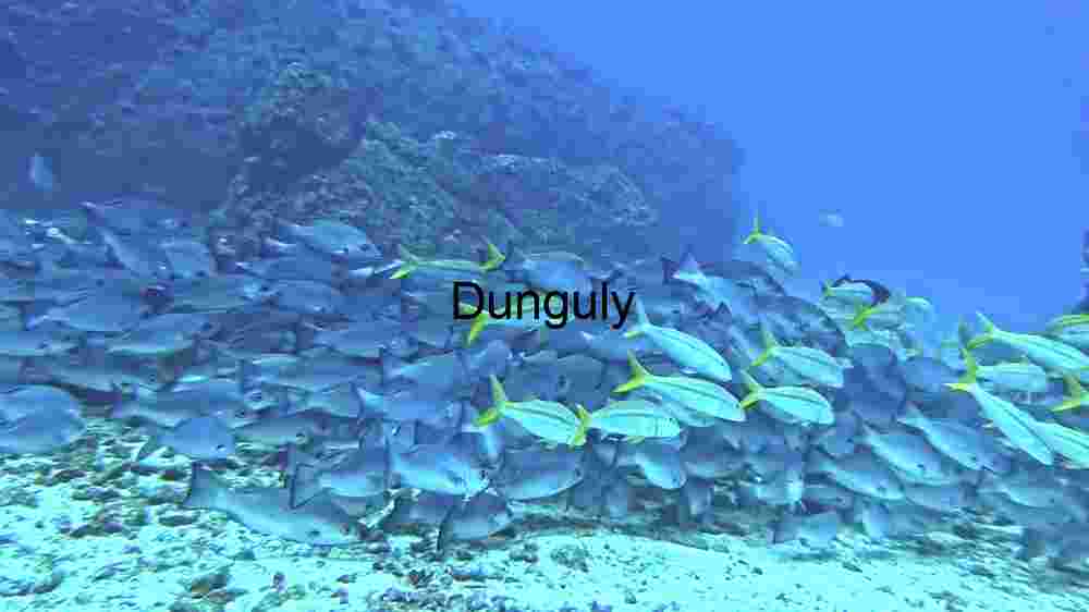 Majestic Marine Life: The Batfish