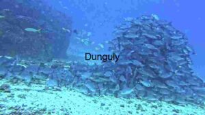 Dive into the deep blue and encounter the intriguing Orbicular Batfish