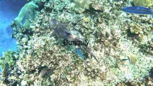 Diverse Depths: Exploring the Coral Reef Ecosystem