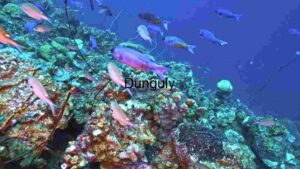 Majestic Marine Life: The Batfishes