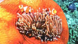 Majestic Marine Life: The Batfish