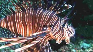 Elegance in Stripes: The Majestic Lionfish