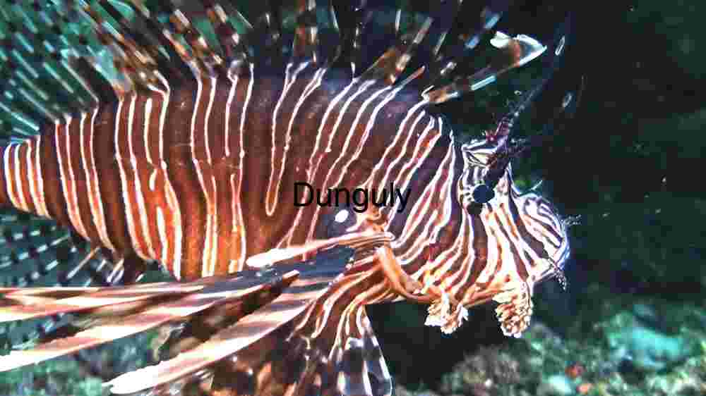 Elegance in Stripes: The Majestic Lionfish