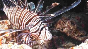 Elegance in Stripes of The Majestic Lionfish