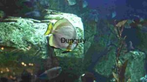 Underwater Serenity: A Glimpse into Aquatic Life