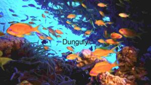 Underwater Serenity: A Glimpse into Aquatic Life