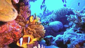 Underwater Serenity: A Glimpse into Aquatic Life